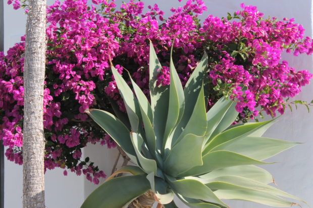 lanzarote