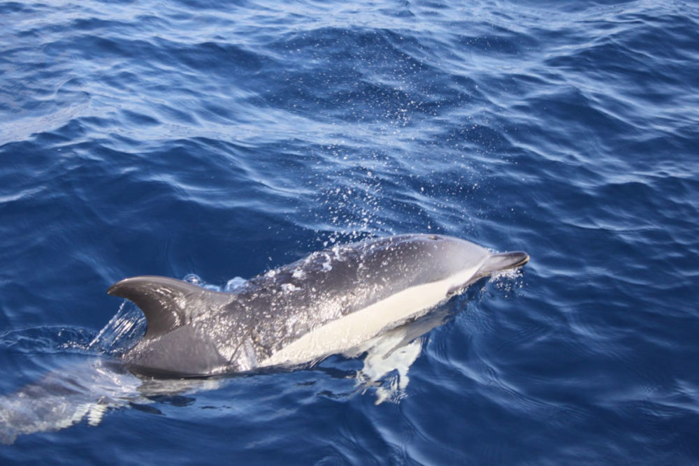 Avvistamento di delfini a Lanzarote